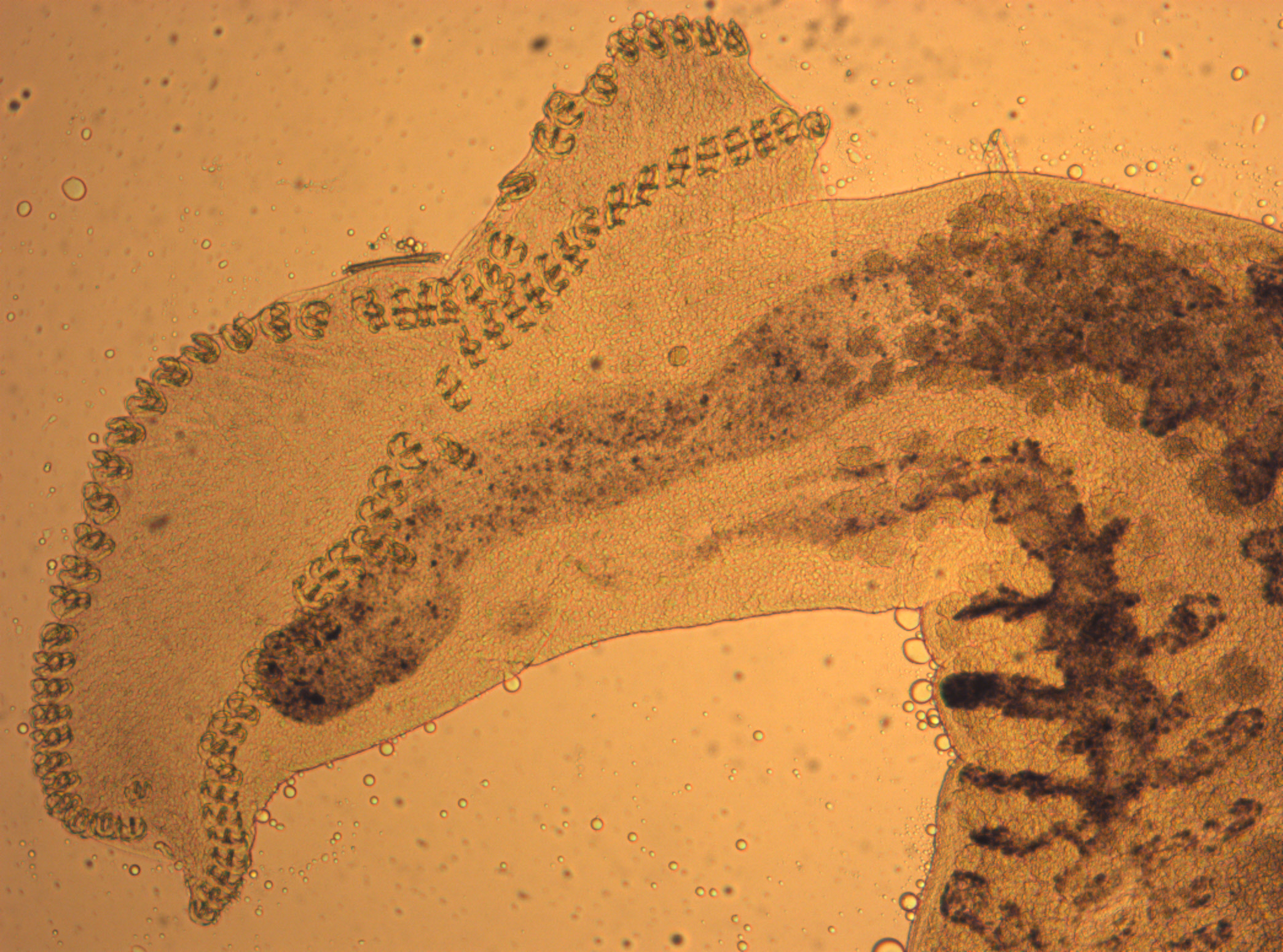 Monogène 1