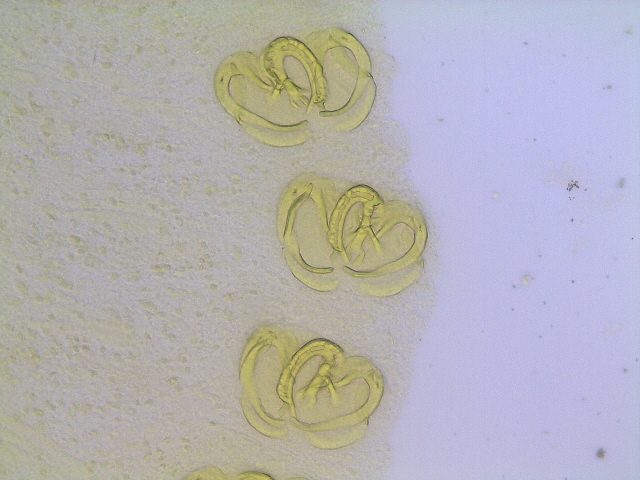 Monogène 2