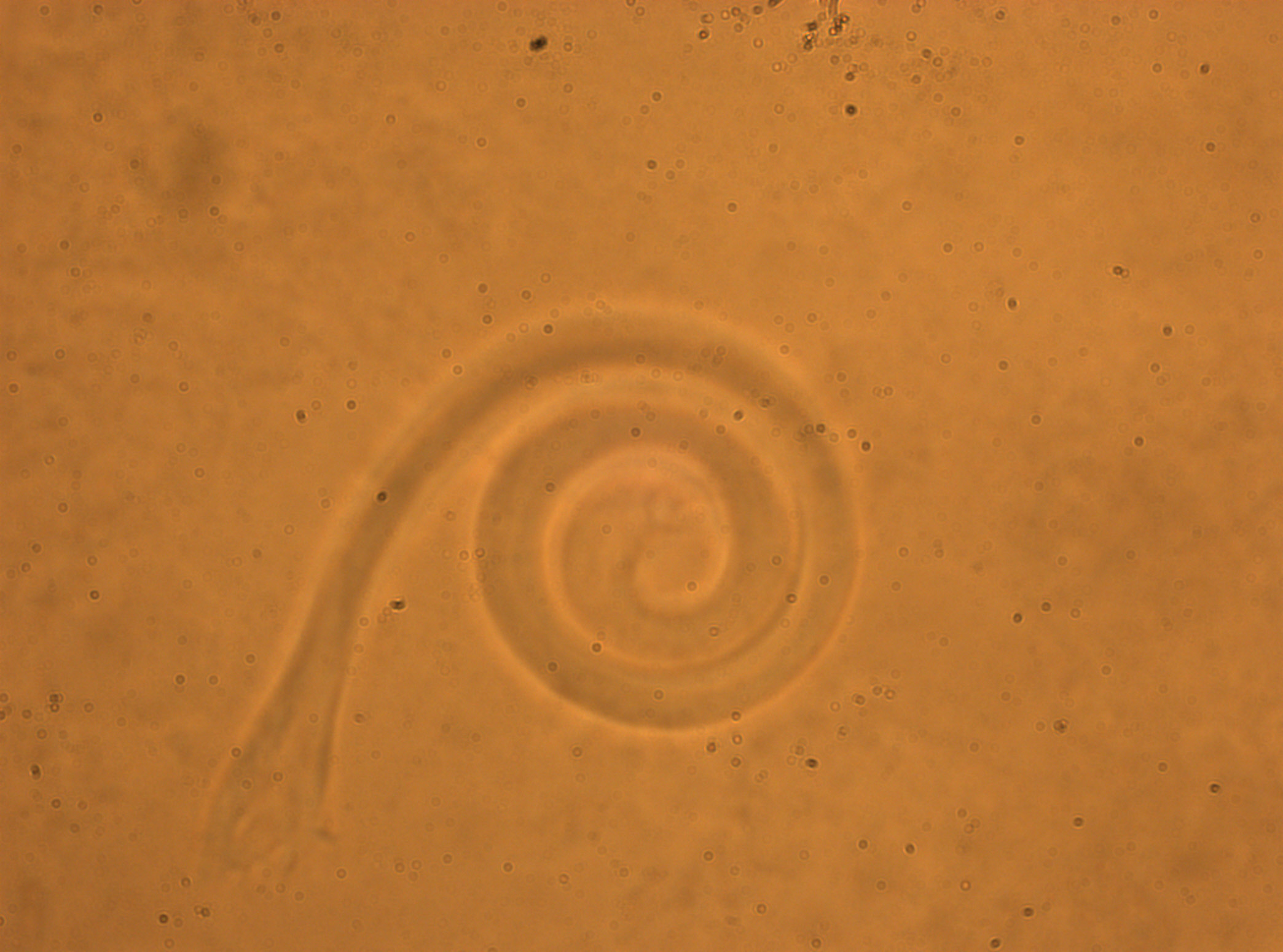 Monogène 6